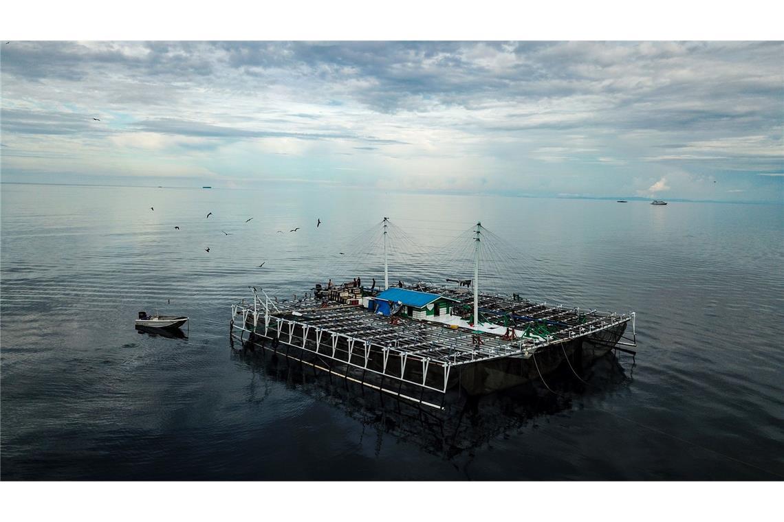 Viele Walhaie tragen Narben durch Fischerei und Tourismus Bagans - für die Fischerei verwendete Plattformen - sind in Indonesien für viele der Verletzungen bei Walhaien verantwortlich.