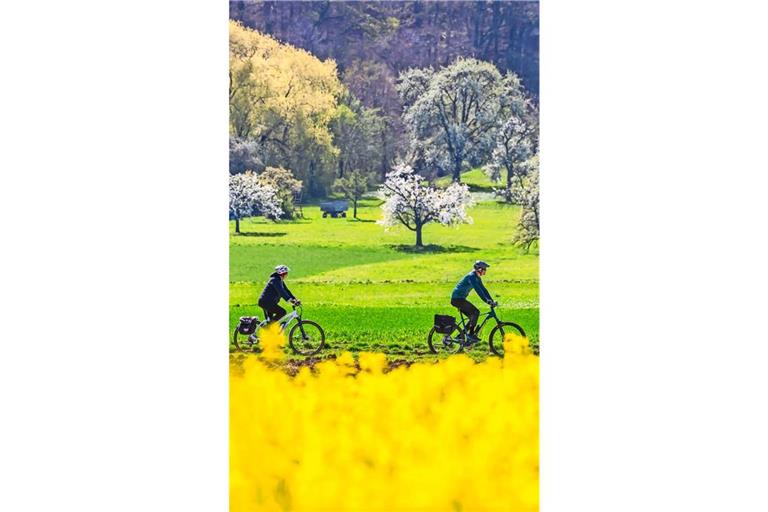 Bald blüht es wieder kräftig in der Region, wie hier in Bissingen/Teck – ein hoher Freizeitwert, ebenso die charakteristischen Kulturlandschaften mit den Weinbergen bei Mundelsheim oder mit Ausblicken wie von der Burgruine am Kappelberg.