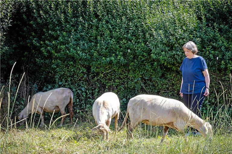 Barbara Ungar hat schon immer ein Herz für Tiere. Die drei verwaisten Schafe wurden jetzt geschoren und umgesiedelt. Foto: Alexander Becher