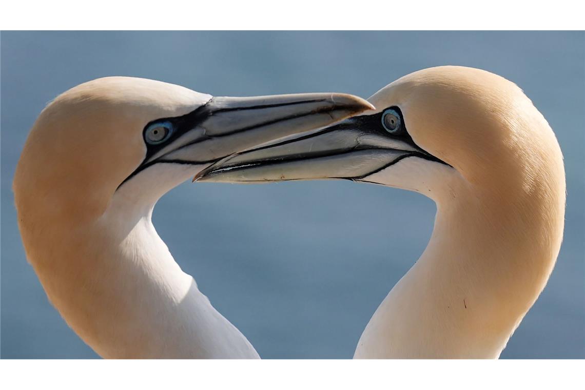 Bilder des Tages Basstölpel sind auf dem Lummenfelsen der Hochseeinsel Helgoland.