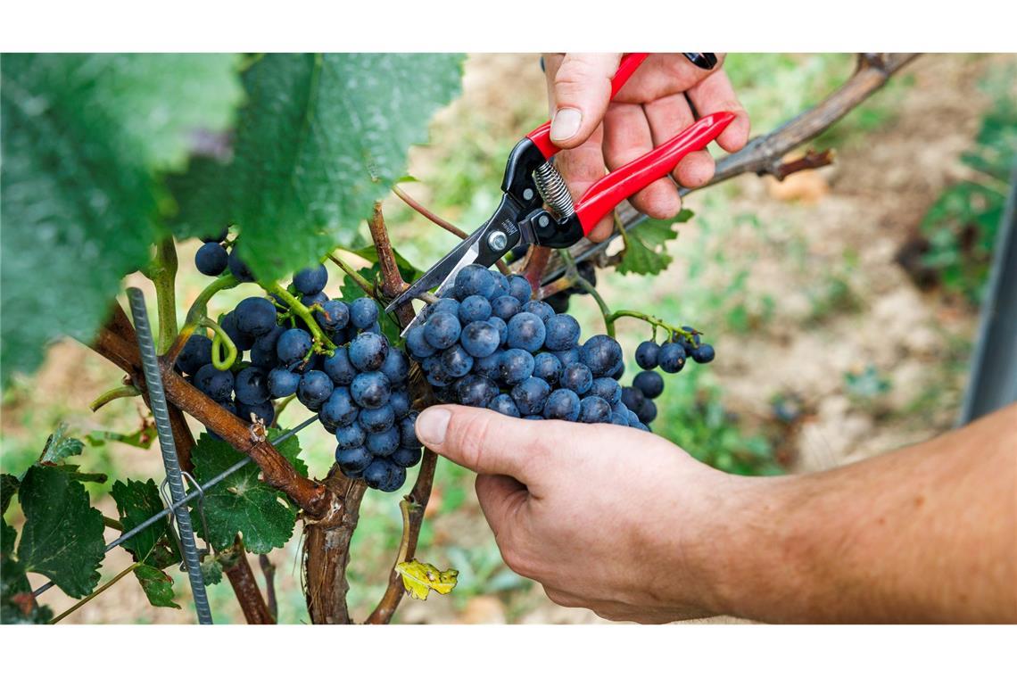 Bauernpräsident Joachim Rukwied sagt, der Weinbau sei in der größten Krise seit Jahrzehnten.(Archivbild)