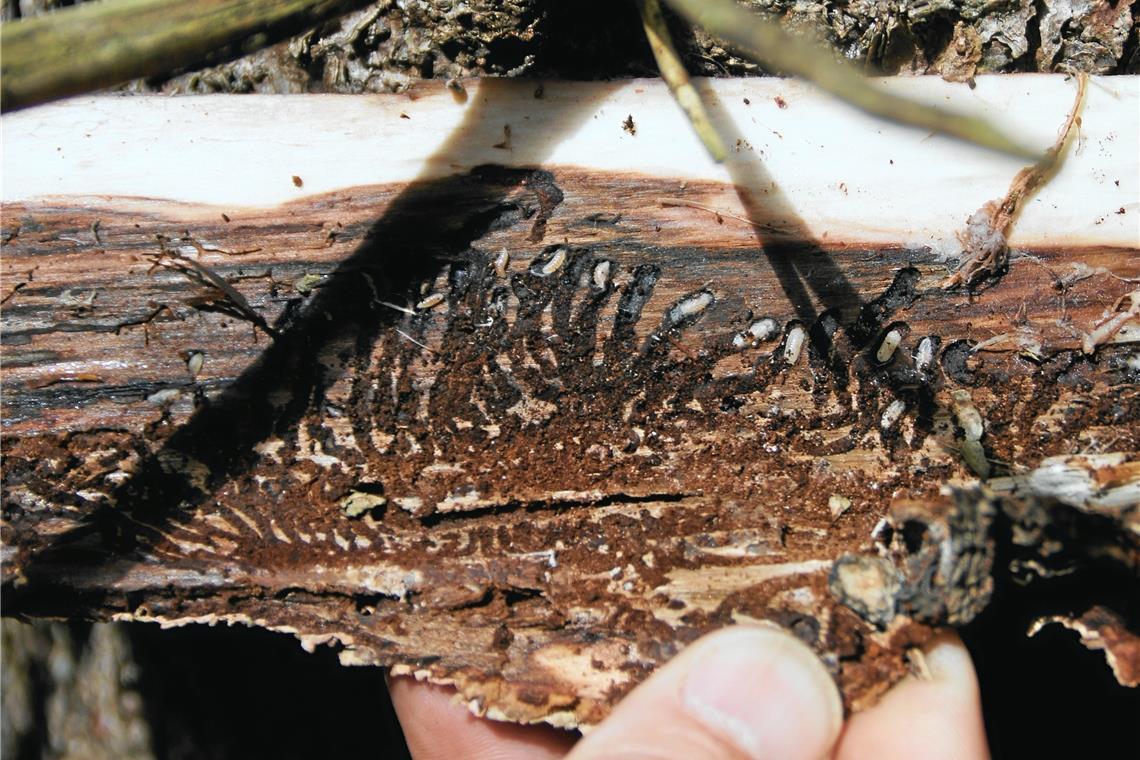Borkenkäfer gefährdet die Wälder Baummehl ist ein erstes Erkennungszeichen für den Befall.