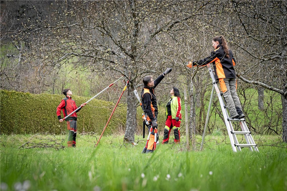 Baumschnitt: Bei Familie Meister sind alle Familienmitglieder mit am Start, wenn es um die Bewirtschaftung der Streuobstwiesen geht. Von einer Erzeugergemeinschaft versprechen sie sich mehr Wertschätzung für die Arbeit der Streuobsterzeuger. Foto: Alexander Becher