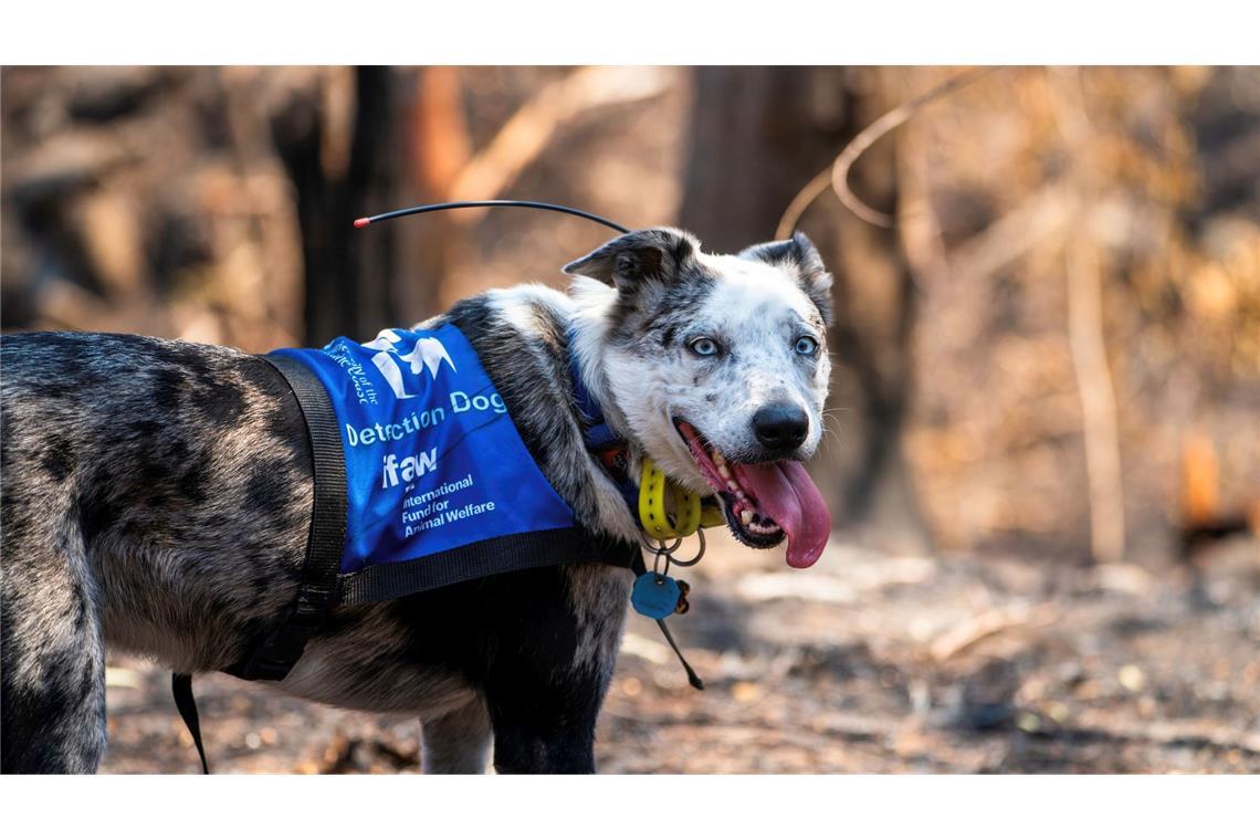 Bear wurde mit seiner feinen Nase im "Schwarzen Sommer" weltberühmt. (Archivbild)
