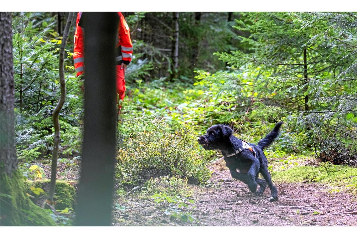 Begleitung beim Training der Rettungshundestaffel im Wald bei Kaisersbach.