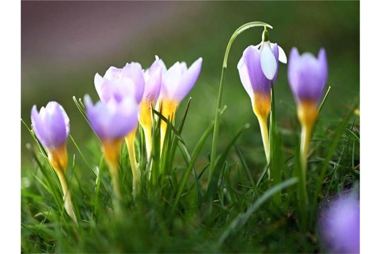 Bei Aussentemperaturen um die 12 Grad blühen im Botanischen Garten Karlsruhe Krokusse. Dazwischen steht ein Schneeglöckchen. Foto: Uli Deck/dpa