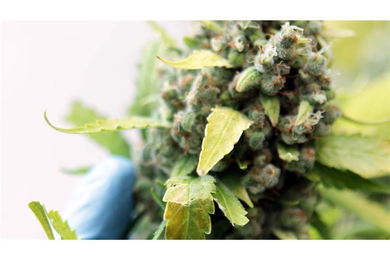 Bei dem Einsatz entdeckte die Polizei Cannabis-Pflanzen. (Symbolbild)
