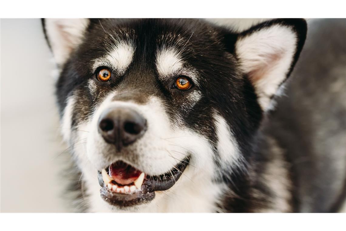 Jäger erschießt grundlos fremden Hund - Urteil rechtskräftig Bei dem erschossenen Tier handelt es sich um einen Hund der Rasse Alaskan Malamute (Symbolfoto).