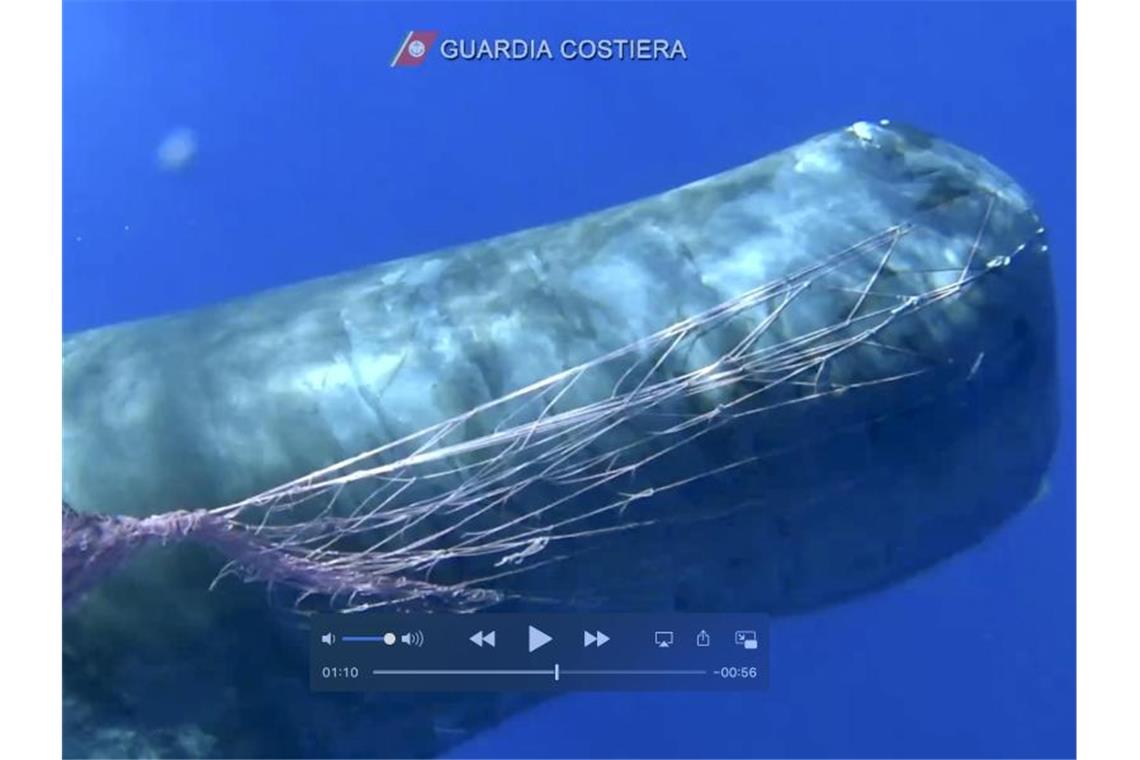 Bei dem rund zehn Meter langen Tier handelt es sich um einen weiblichen Pottwal. Foto: Italian Coast Guard/AP/dpa