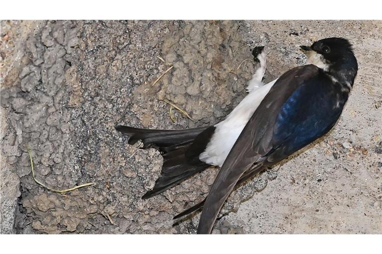 Bei dem Versuch, einen Vogel zu retten, brachte sich die 19-Jährige selbst in Gefahr. (Symbolbild)