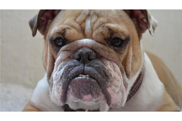 Bei dem Versuch, ihren kleinen Hund zu schützen, wird die 71-Jährige verletzt. (Symbolbild)