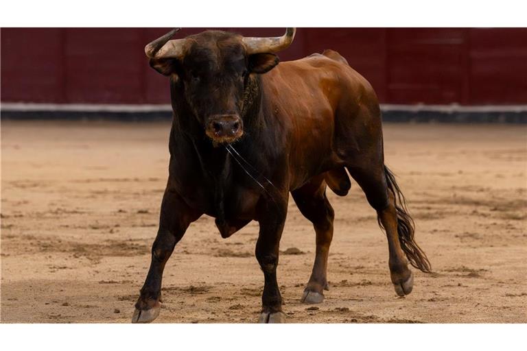 Bei den "Corridas" kommt es immer wieder zu Zwischenfällen. (Archivbild)