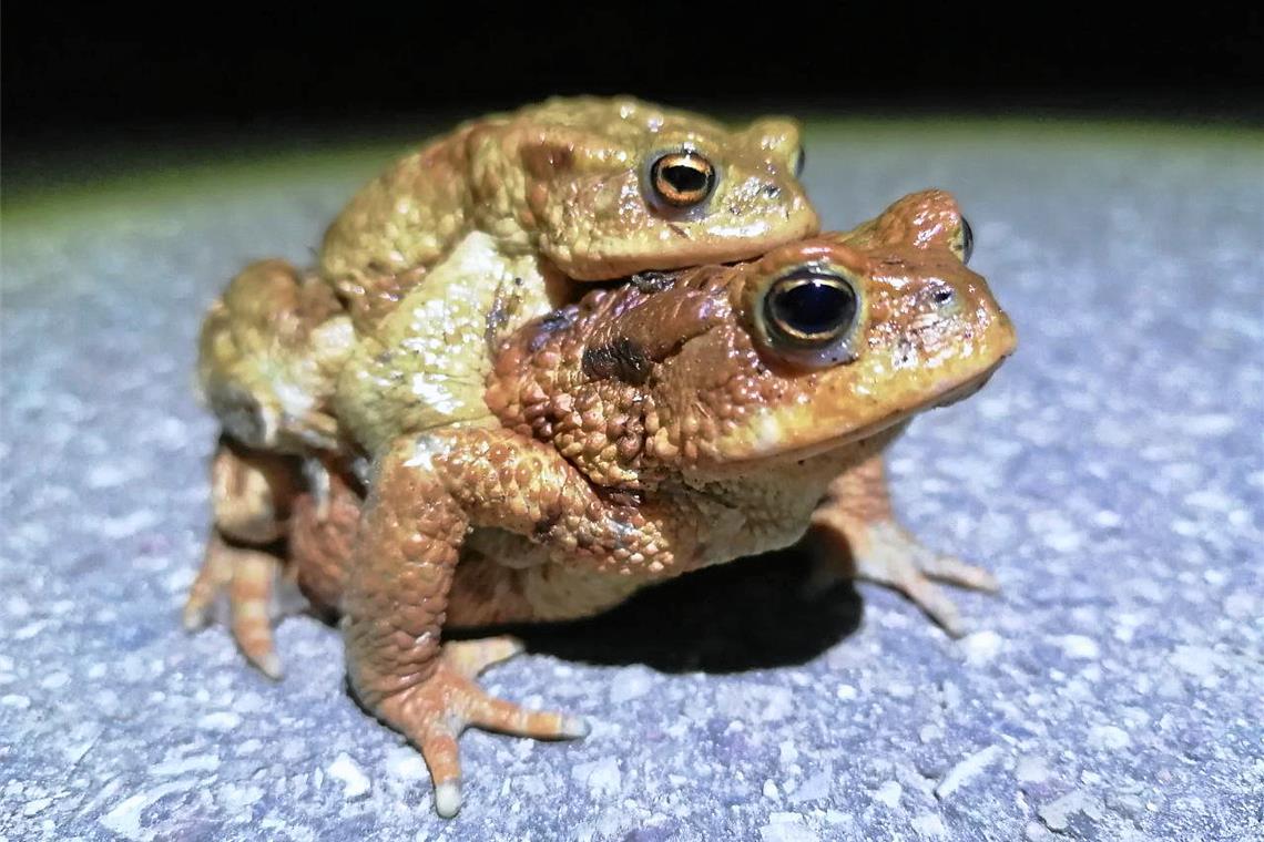 Bei den Erdkröten klammern sich die Männchen auf der Wanderung gerne auf dem Rücken der Weibchen fest. Foto: privat