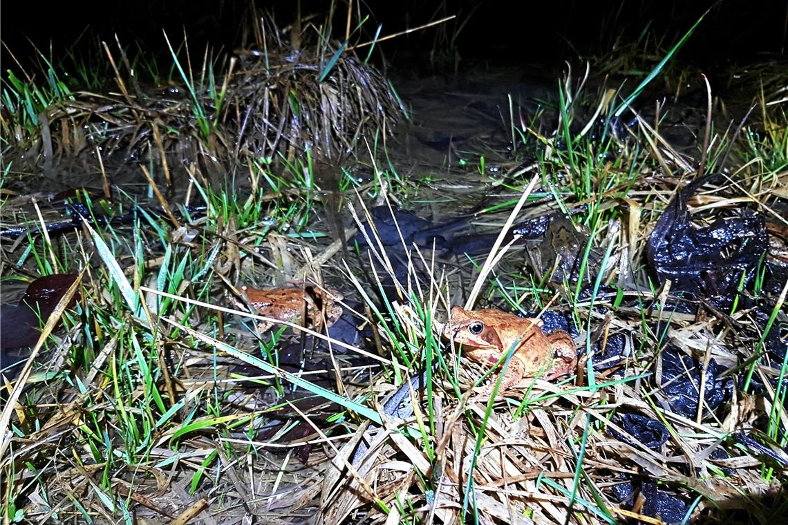 Bei den Grasfröschen ist Schnelligkeit gefragt, sonst hüpfen sie weg.