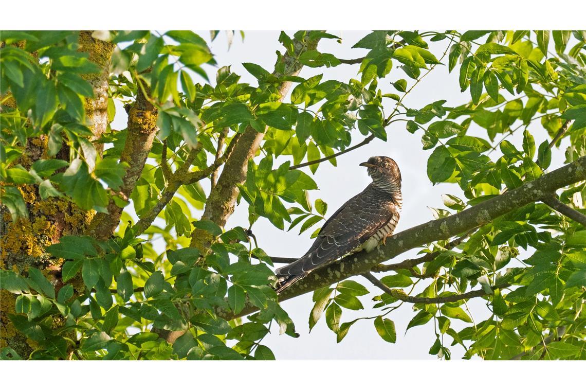 Bei den Kuckucken hört man in der Regel nur die Männchen rufen. (Symbolbild)