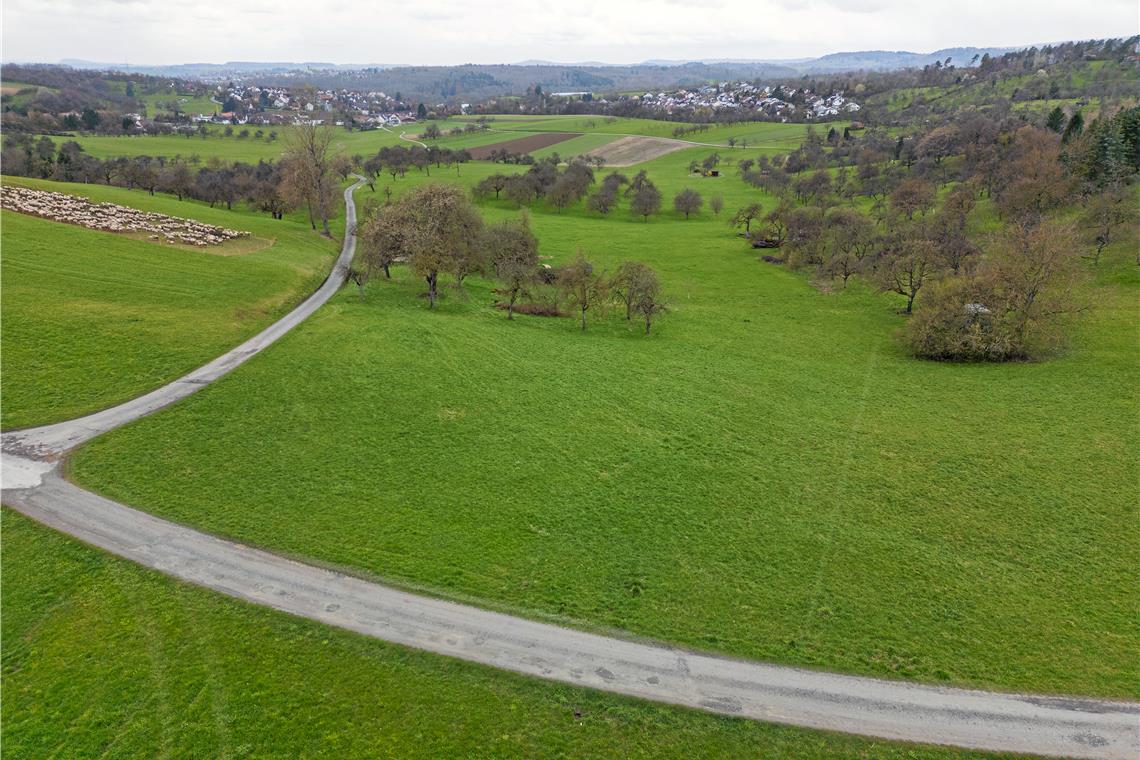 Bei den Streuobstwiesen Richtung Auenwald soll der Grillplatz entstehen. Foto: Alexander Becher