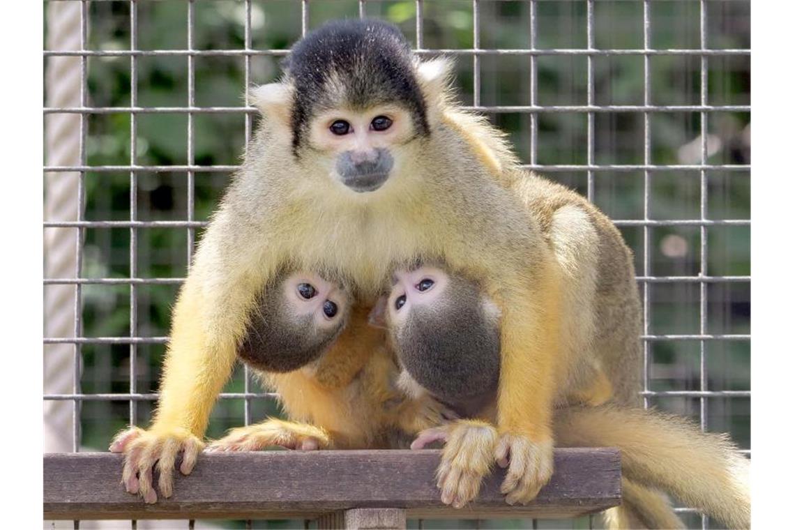 Vier Geburten und eine Adoption bei Totenkopfaffen Bei den Totenkopfäffchen der Wilhelma in Stuttgart gab es vierfachen Nachwuchs. Foto: Harald Knitter/Stuttgarter Wilhelma/dpa/Archivbild