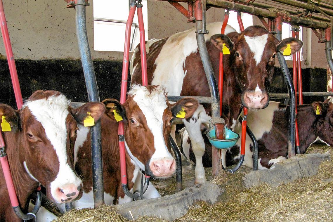 Bei der Anbindehaltung ist die Bewegungsfreiheit der Rinder auf das Hinlegen und Aufstehen begrenzt. Symbolfoto: Adobe Stock/agrarmotive 