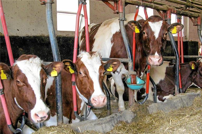 Bei der Anbindehaltung ist die Bewegungsfreiheit der Rinder auf das Hinlegen und Aufstehen begrenzt. Symbolfoto: Adobe Stock/agrarmotive 