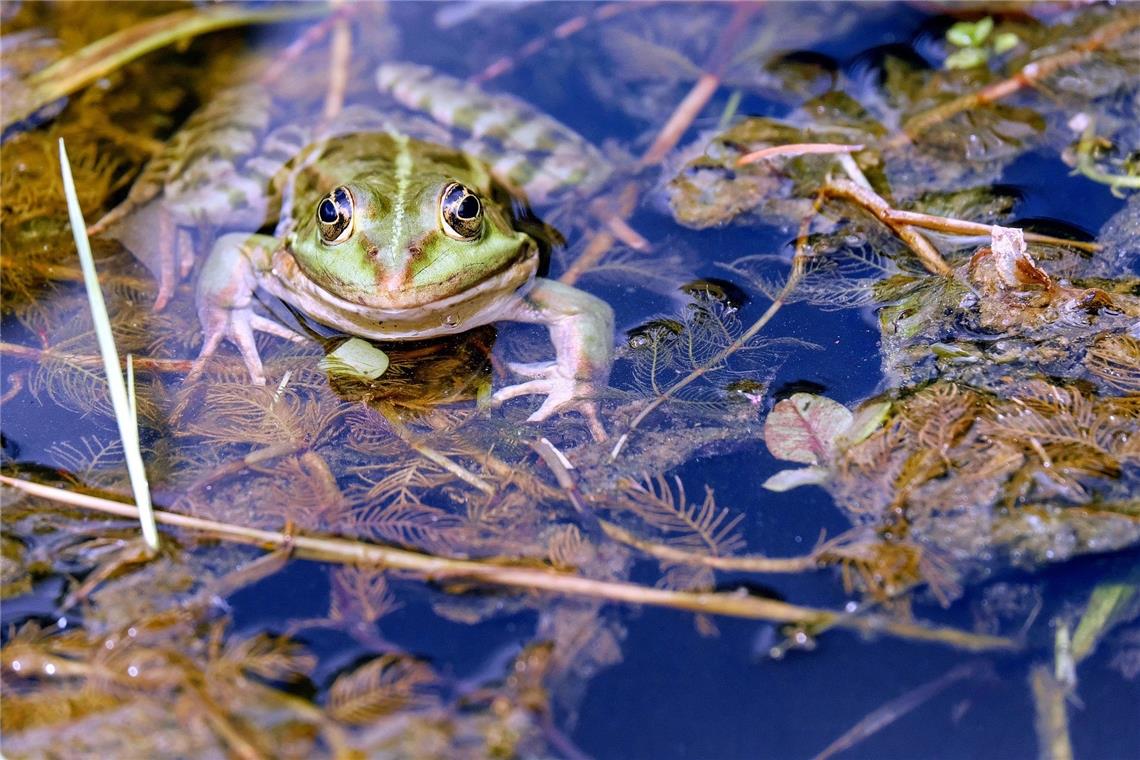 Aufwertung der Biotope im Blick
