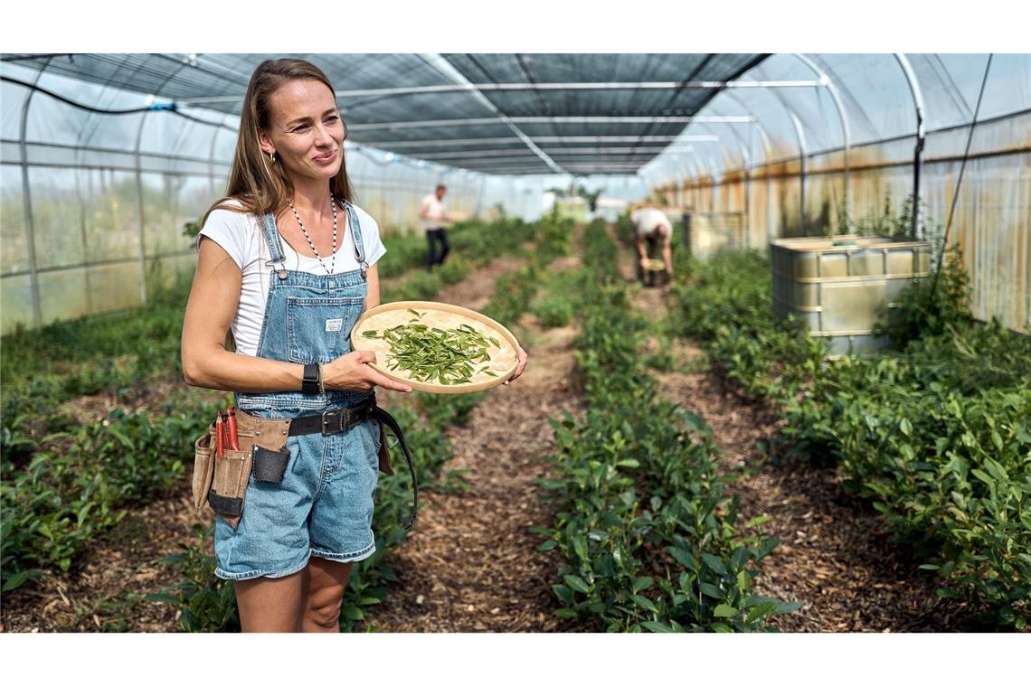Der Matcha-Boom: Vorreiterin setzt auf deutschen Teeanbau Bei der Ernte ist Handarbeit gefragt.