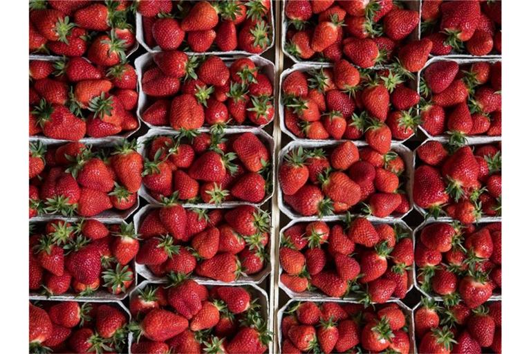 Bei der Größe der Freiland-Anbauflächen für Erdbeeren liegt Niedersachsen mit 2866 Hektar vor Nordrhein-Westfalen mit 2416 Hektar. Foto: Fabian Sommer