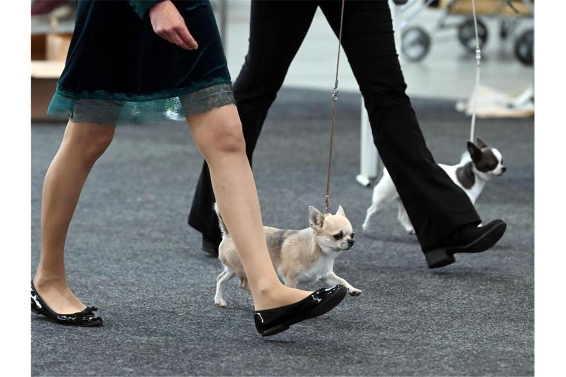 Bei der Haustiermesse „Tierisch gut“ werden Chihuahua Hunde den Preisrichtern präsentiert. Foto: Uli Deck/dpa