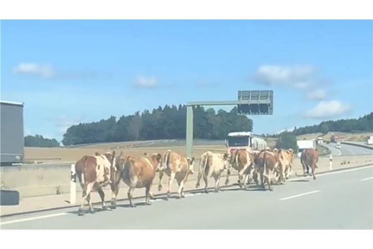 Bei diesem Anblick staunten die Autofahrer auf der A8 bei Dasing nicht schlecht.