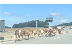 Bei diesem Anblick staunten die Autofahrer auf der A8 bei Dasing nicht schlecht.