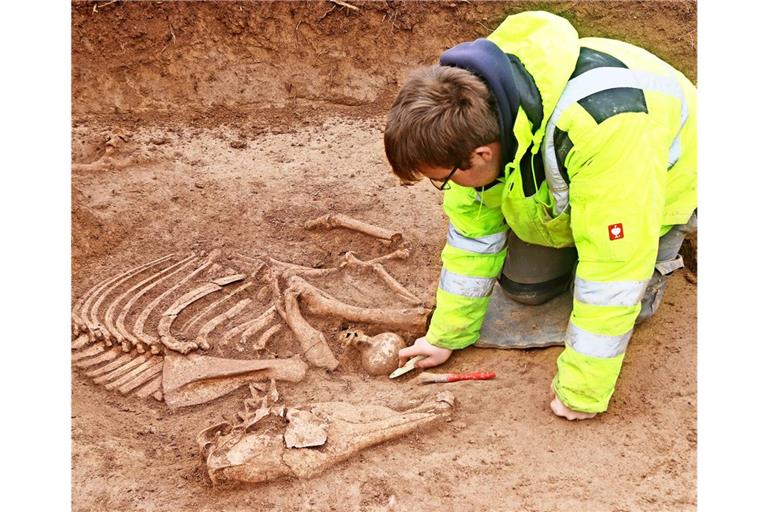 Bei einem der römischen Pferdeskelette wurden auch Grabbeigaben entdeckt.