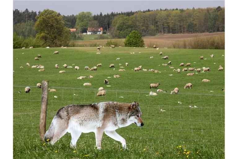 Bei einem Pressetermin steht ein lebensgroßes Foto von einem Wolf am Zaun einer Schafweide. Foto: Bernd Wüstneck/Archivbild