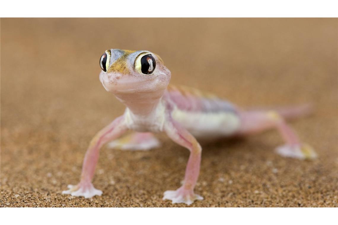 Bei einem Reptilienhalter in Unterfranken haben Mitarbeiter des Veterinäramtes 96 Geckos gefunden - 32 der Tiere waren bereits verendet (Symbolfoto).