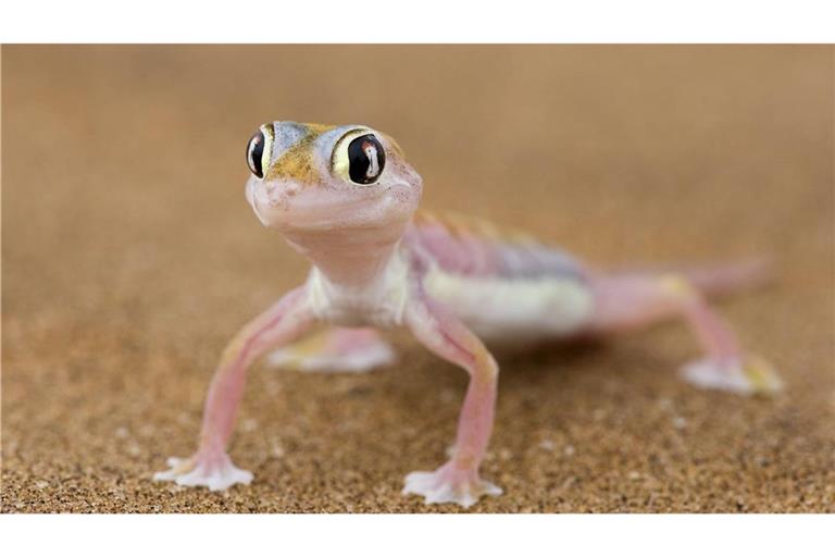 Bei einem Reptilienhalter in Unterfranken haben Mitarbeiter des Veterinäramtes 96 Geckos gefunden - 32 der Tiere waren bereits verendet (Symbolfoto).