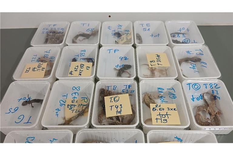 Bei einem Reptilienhalter in Unterfranken haben Mitarbeiter des Veterinäramtes 96 Geckos gefunden - 32 der Tiere waren bereits verendet.