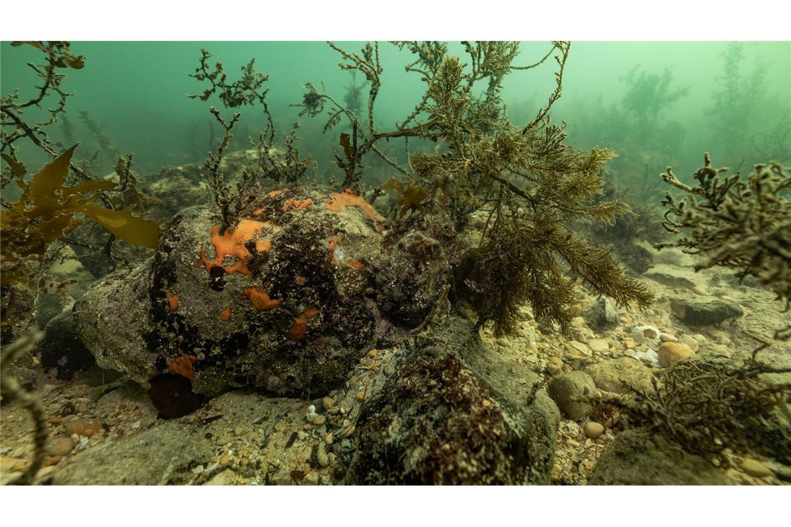 Zerstörerische Algenblüte in Südaustralien breitet sich aus Bei einer Mikroalgenblüte verfärbt sich das Wasser meist grünlich.