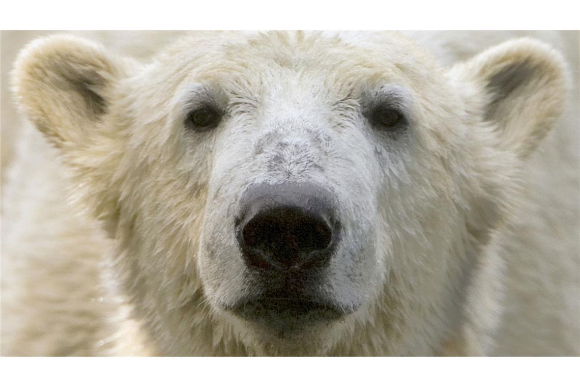 Museumsdirektor: Hype um Eisbär Knut kaum mehr spürbar Bei Eisbär Knut spielten die Besucher und Medien des Berliner Zoos lange verrückt. (Archivbild)