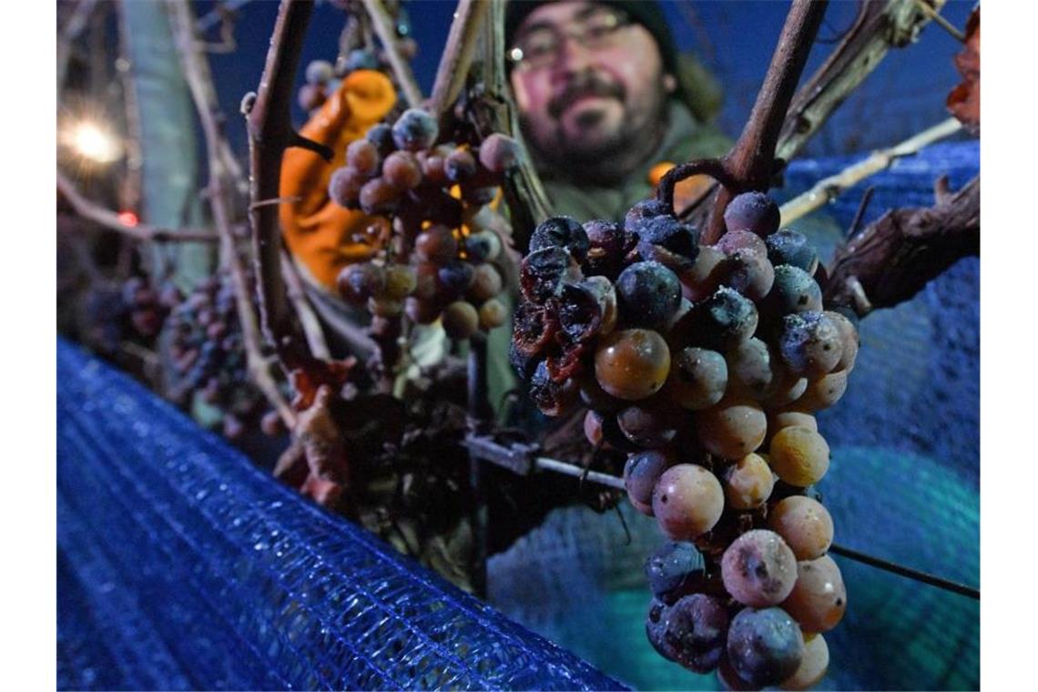 Winzer im Südwesten bei Eisweinlese erfolgreich Bei frostigen Temperaturen lesen Mitarbeiter einer Winzervereinigung gefrorene Trauben. Foto: Hendrik Schmidt/dpa-Zentralbild/dpa/Archivbild