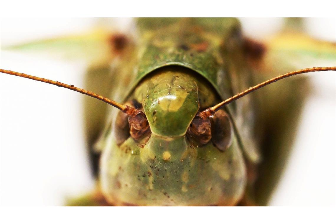 Bei genauer Betrachtung kann man das Gesicht des Warzenbeißers gut erkennen.