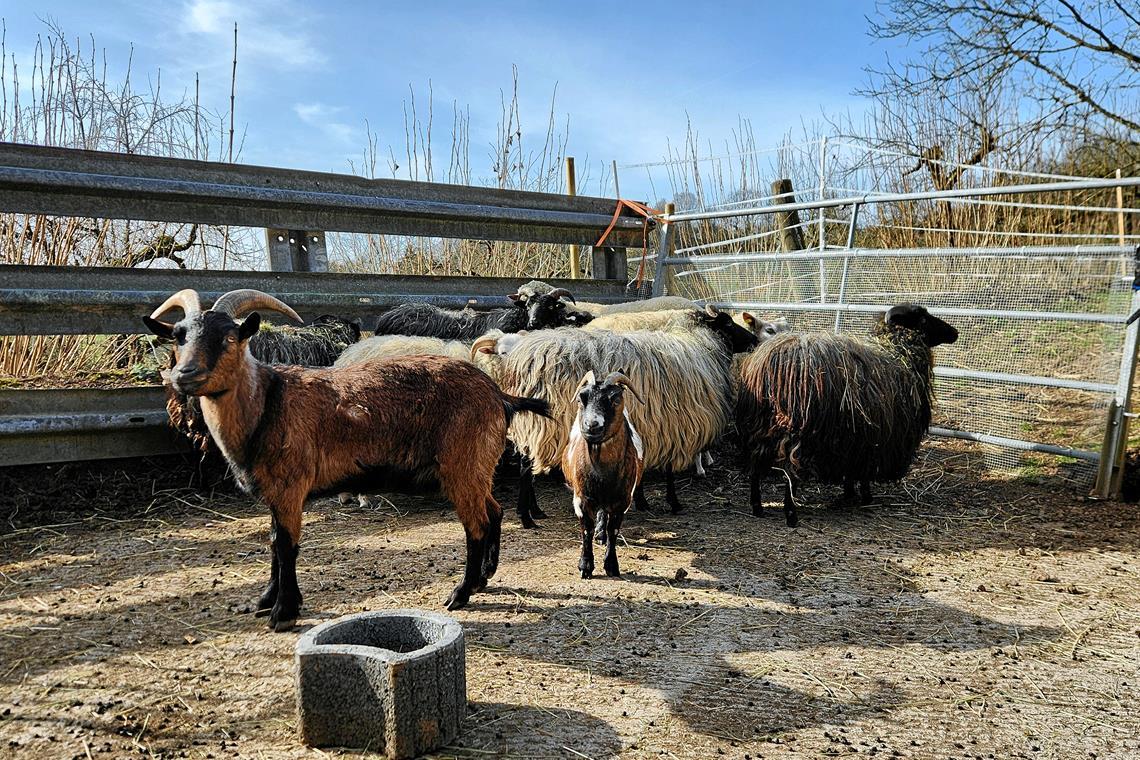 Bei gutem Wetter sind die Schafe und Ziegen in Rudersberg draußen. Sie warten sehnsüchtig darauf, dass das Tor aufgemacht wird. Fotos: privat