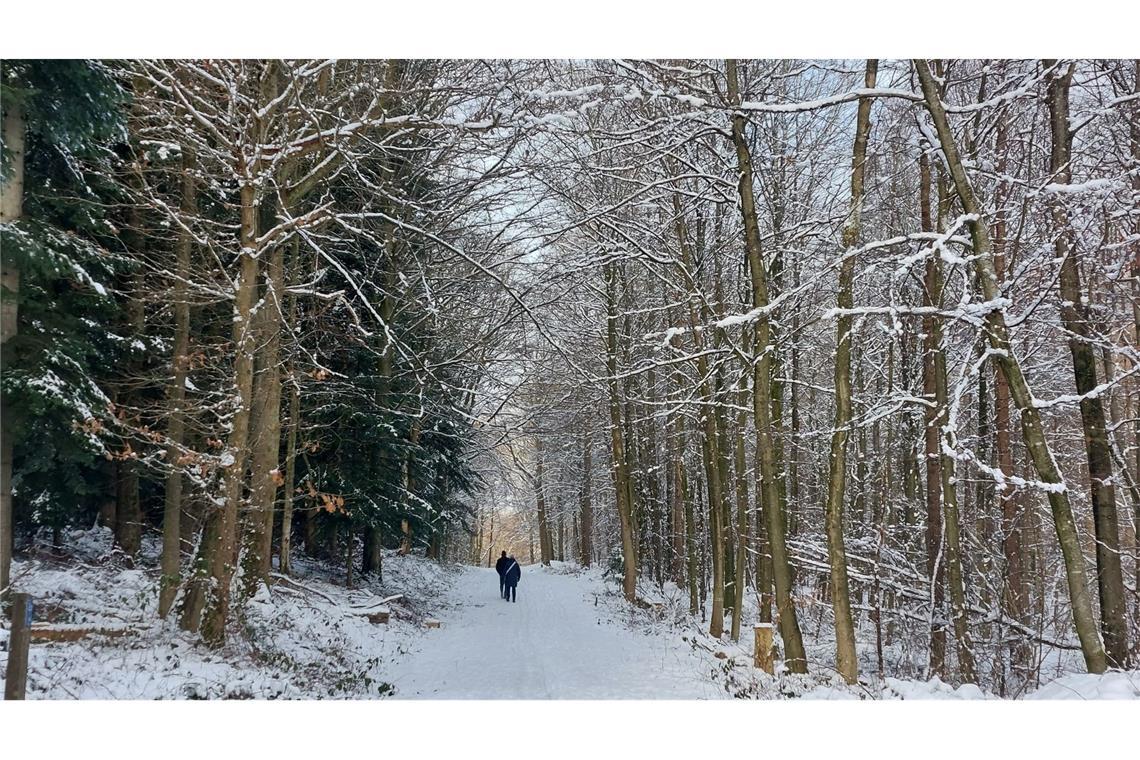 Bei idyllischem Winterwetter laufen Spaziergänger durch einen verschneiten Wald bei Flensburg.