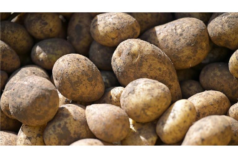 Bei Kartoffeln wird die größte Ernte seit 25 Jahren erwartet. (Archivbild)