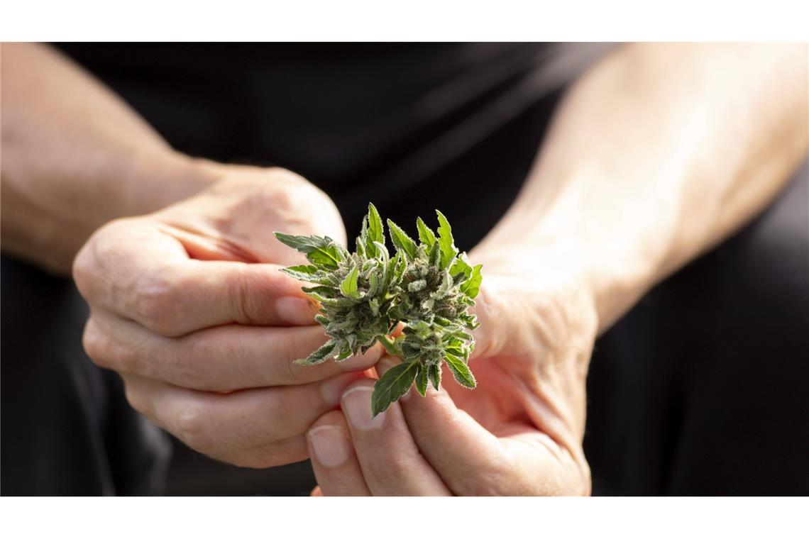 Bei Kontrollen von Cannabis-Clubs sollen Verstöße aufgedeckt worden sein (Symbolbild).