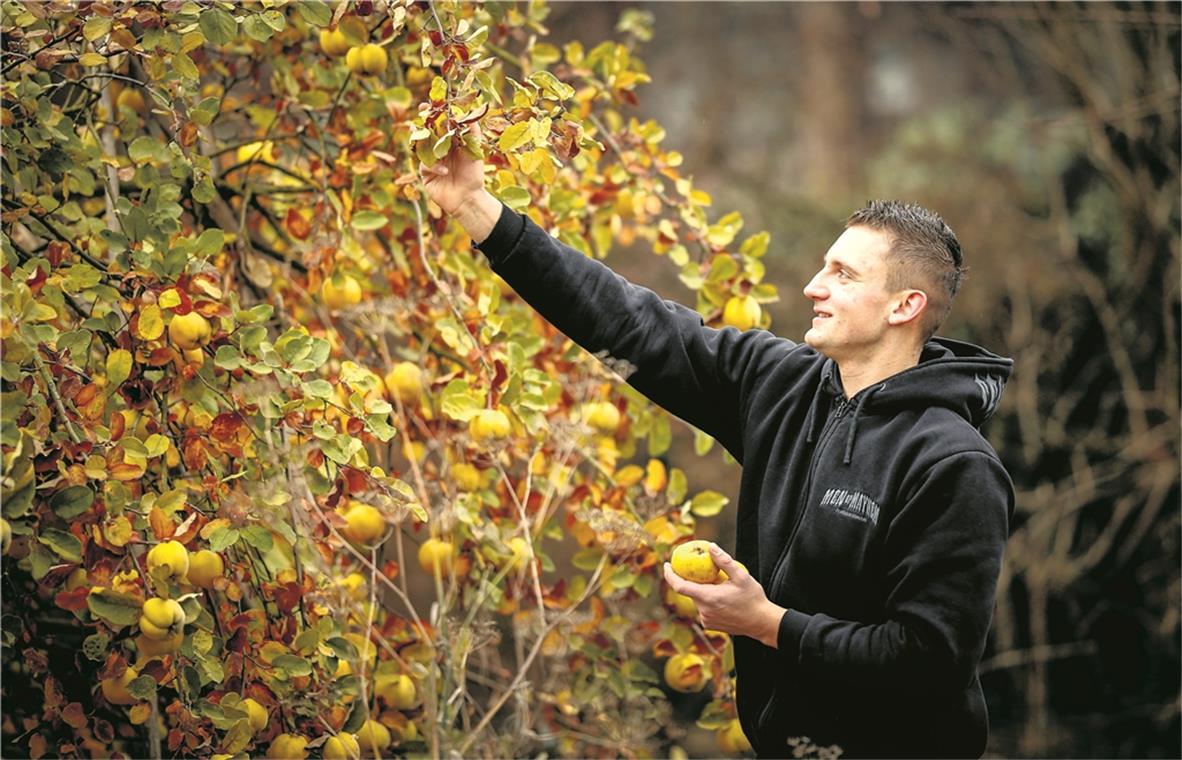 „Bei mir wird es nie einen Ananaslikör geben“: Florian Trenz legt Wert darauf, Früchte aus heimischen Regionen – hier: Quitten – zu verarbeiten.