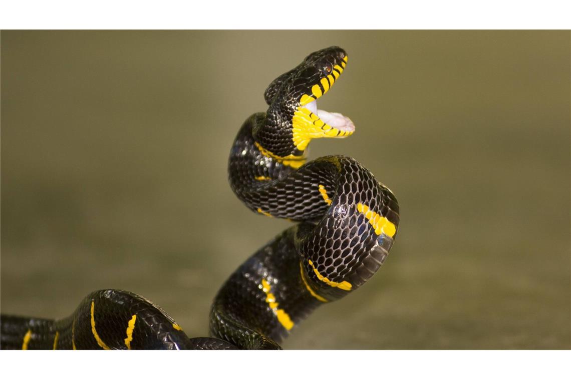 Giftschlangen: Der tödliche Biss kommt in Millisekunden Bei Nattern wie der Mangrovennatter (Boiga dendrophila) sitzen die Fangzähne weiter hinten am Kiefer, so dass sie ihr Maul weiter aufsperren müssen. Um Zeit zu sparen, reißen diese Giftschlangen daher ihr Maul schon zu Beginn des Zustoßens weit auf.