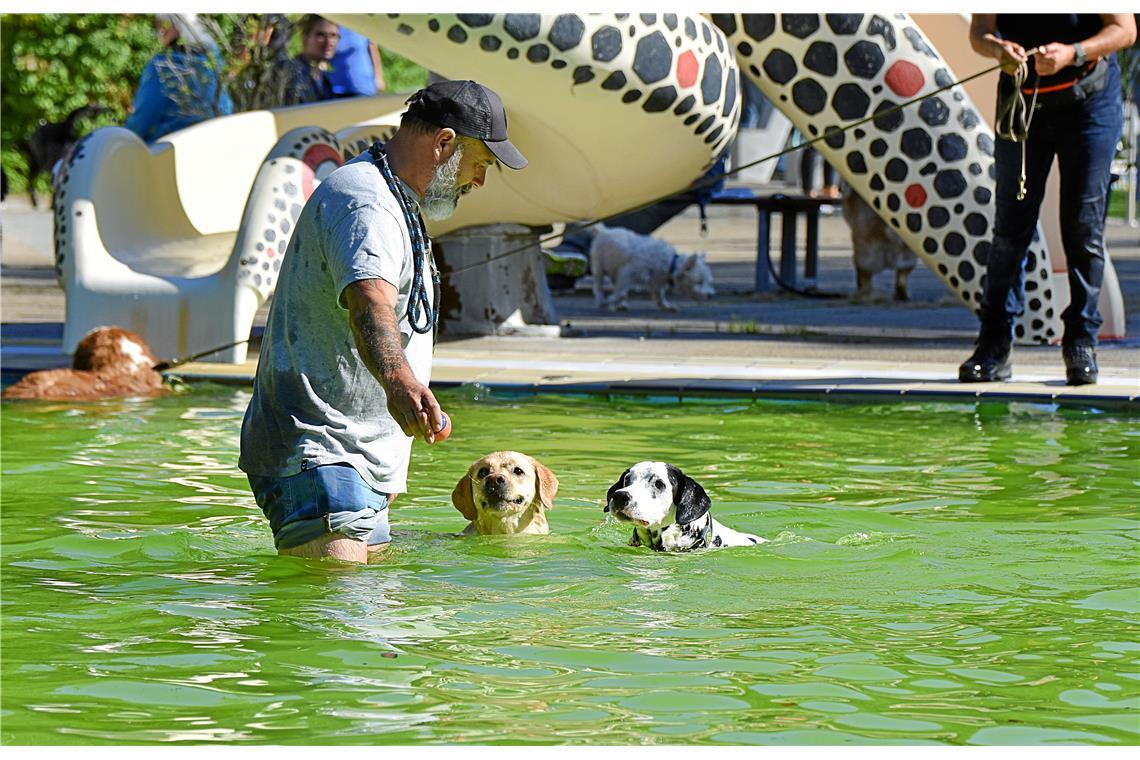 Bei schönstem Sonnenschein im kühlen Wasser sehen die Hunde sehr zufrieden aus. 