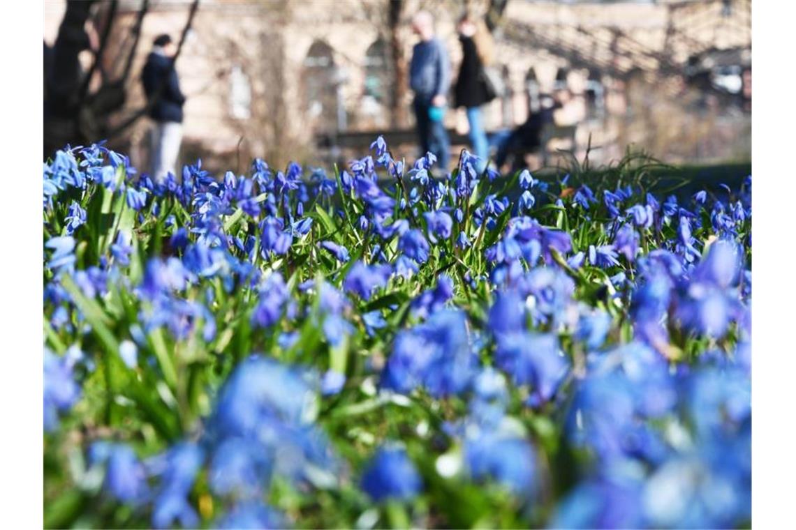 Bei Sonnenschein und Außentemperaturen um die 9 Grad blühen im Botanischen Garten Karlsruhe Blausterne. Foto: Uli Deck/dpa