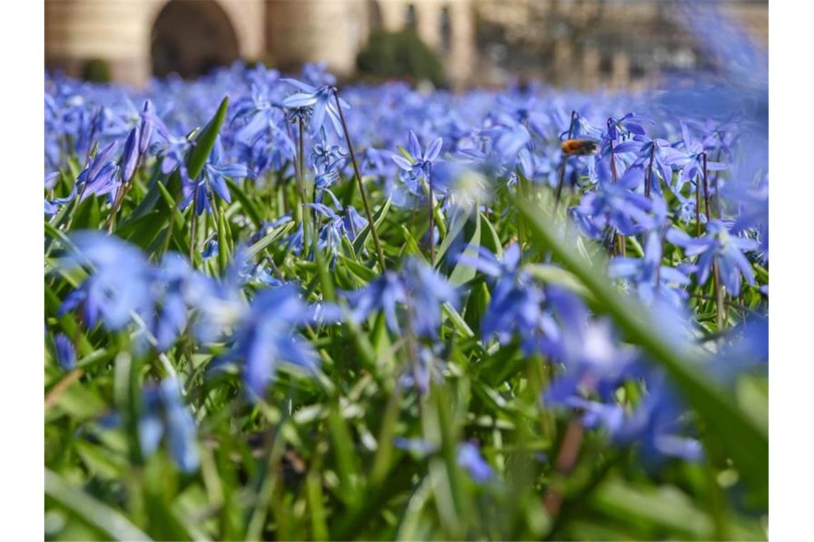Bei Sonnenschein und frühlingshaften Temperaturen entfaltet sich ein Blütenteppich aus Blausternen im Botanischen Garten Karlsruhe. Foto: Uli Deck/dpa/Archivbild