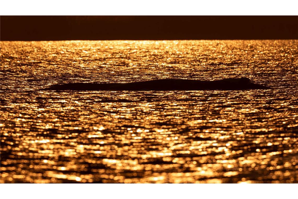 Bei Sonnenuntergang liegt der Buckelwal vor der Insel Poel.