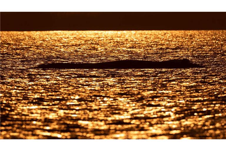Bei Sonnenuntergang liegt der Buckelwal vor der Insel Poel.