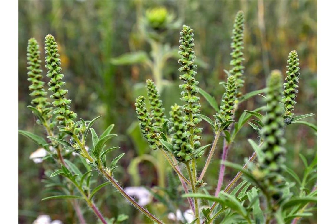 Problemunkraut Ambrosia auf dem Vormarsch Beifuß-Ambrosiapflanzen auf einem Feld. Foto: Patrick Pleul/Archivbild